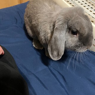 ロップイヤー  ブルーグレー