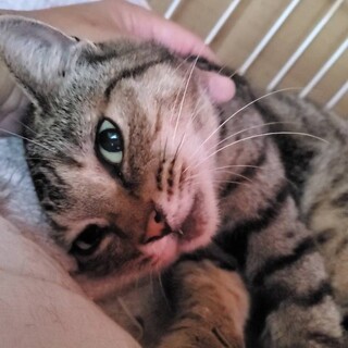 超甘えん坊さん・キジーちゃん