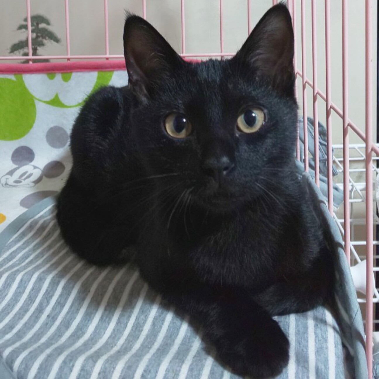 キリッとイケメンまんまる」三重県 - 猫の里親募集(434172) 1枚目の