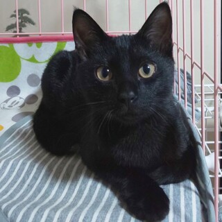 ハーイ❤️さま専用です まんまるお目の黒ねこさん まんまるお目々の黒猫さん 2023 - tooniiの写真日記