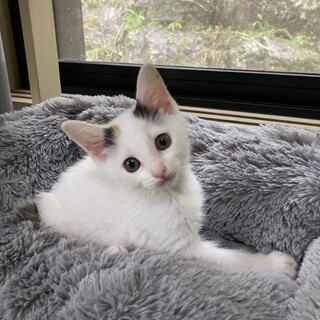 三毛猫☆うめちゃん