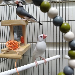 文鳥のつがいの里親を募集しています