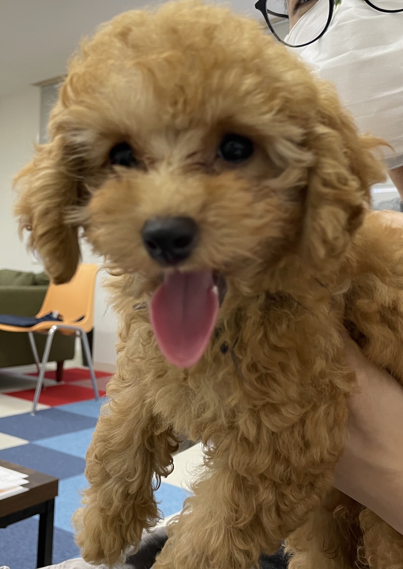 元気で可愛いトイプードル子犬 東京都 犬の里親募集 ペットのおうち 月間利用者150万人