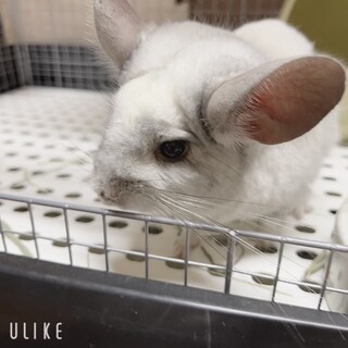 チンチラ三兄弟のご家族を募集します。