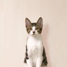 こねこそだて