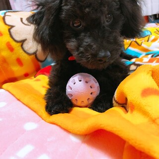 トイプードル(成犬)の里親募集です