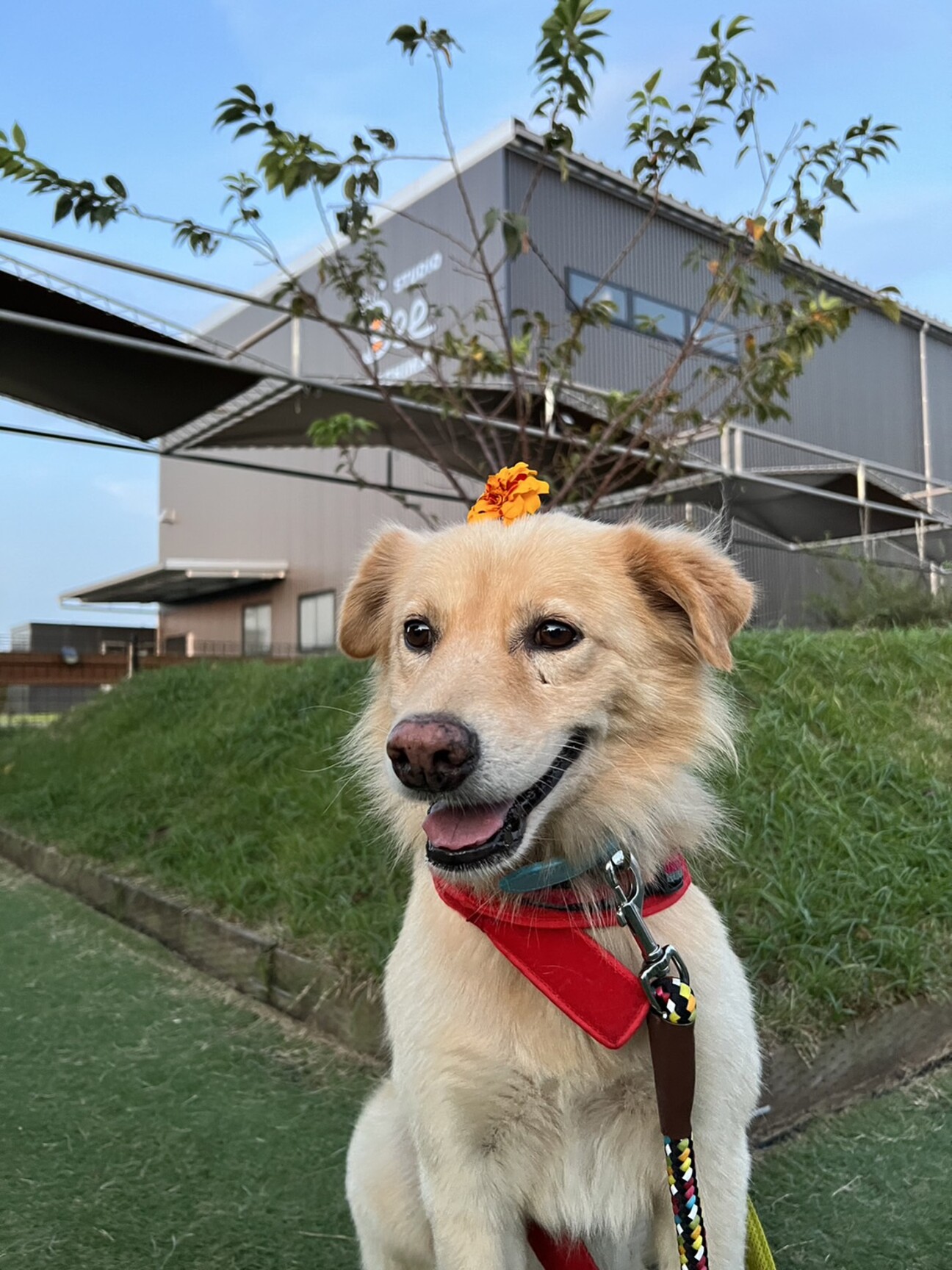 とってもおとなしいイケワ 茨城県 犬の里親募集 ペットのおうち 月間利用者150万人
