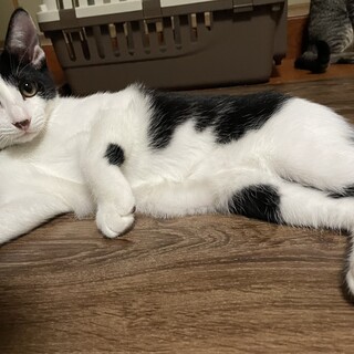 仮名　ツゥー♂