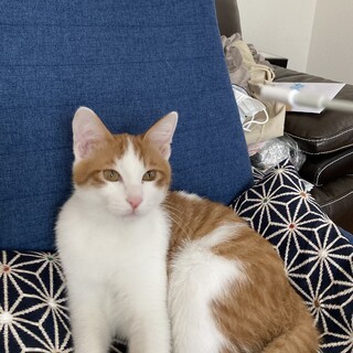 2歳未満の茶トラくん