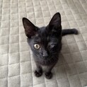 性格良し！単体飼育希望です