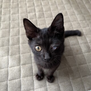 性格良し！単体飼育希望です