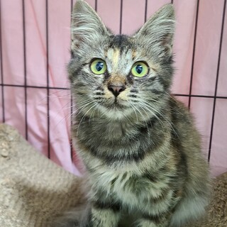 長毛子猫  甘々なサビ猫『どきん』ちゃん