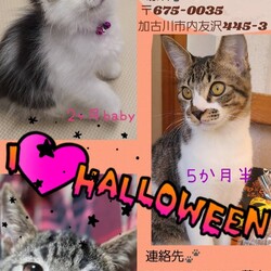 にゃんスペースとあ　ねこのお見合い会