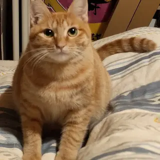 超絶甘えん坊の茶トラ男子、サンタくん！