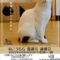 ねこうらら　保護猫譲渡会