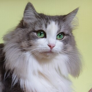 純粋 ノルウエージャンフォレストキャット