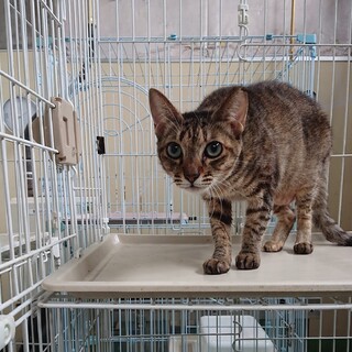 飼主持込！10歳以上の白黒♀・黒♂・キジ♀