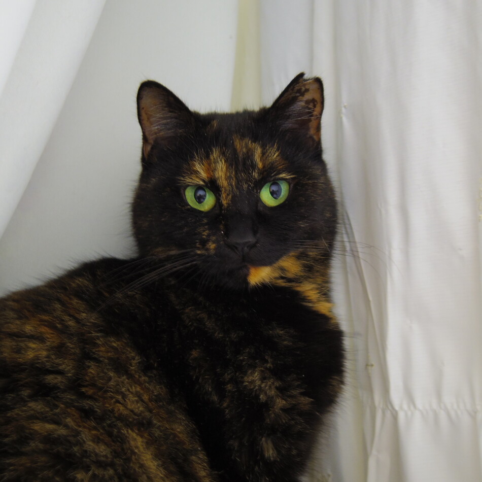 瓈菜（りな）のカバー写真