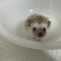 ハリネズミ　1歳5ヶ月