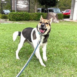 大人しいみやぞー君　6か月位去勢手術済み