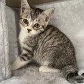 【無償譲渡】２ヵ月程度の子猫（サバ白）