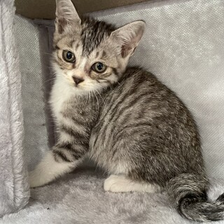 【無償譲渡】２ヵ月程度の子猫（サバ白）