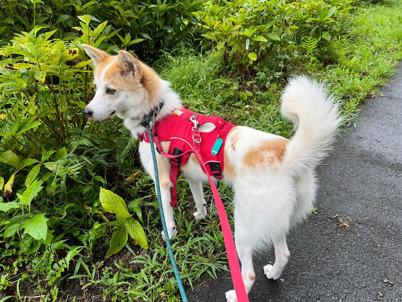 ハチワレ模様がカワイイ【はまき】ちゃん サムネイル3