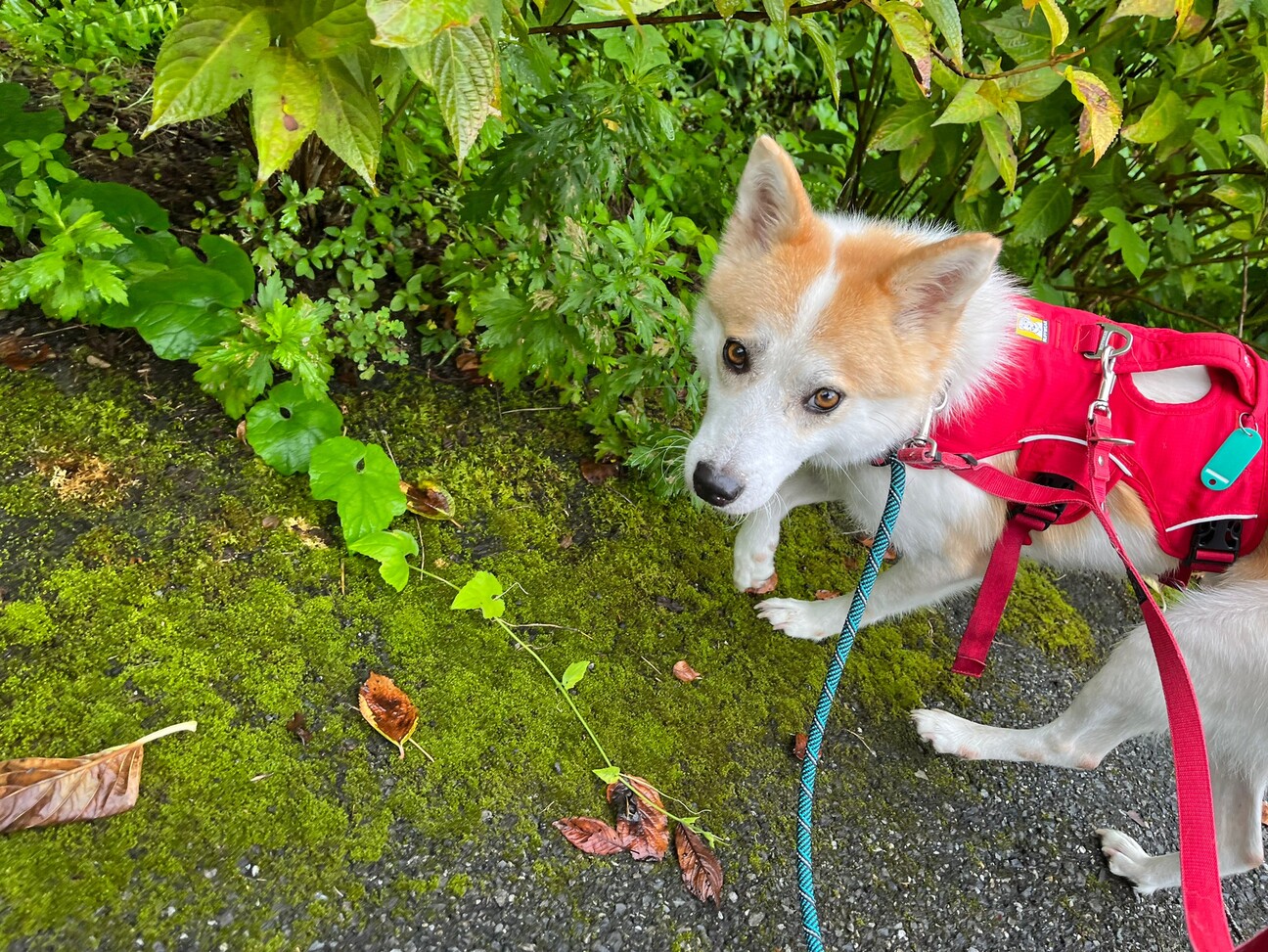 ハチワレ模様がカワイイ【はまき】ちゃん サムネイル4