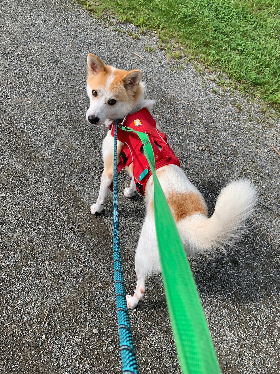 ハチワレ模様がカワイイ【はまき】ちゃん サムネイル5