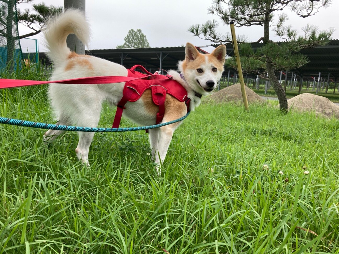 ハチワレ模様がカワイイ【はまき】ちゃん サムネイル6
