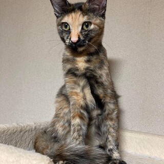 愛嬌いっぱいとっても陽気なよもぎちゃん　４か月