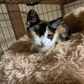 三毛猫の女の子です