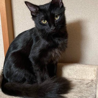 元気いっぱい尻尾の長ーいよしおくん　４か月