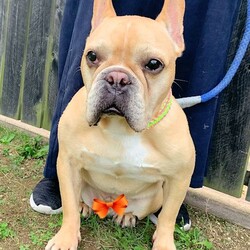 総社市ＡＷＡしつけ教室　＜雨天決行＞ サムネイル3