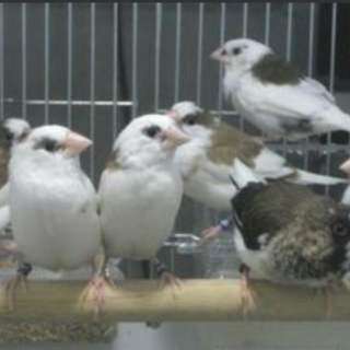 仲良し十姉妹、それぞれの里親様決定致しました