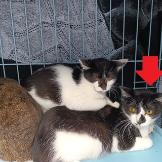 野良猫出身　黒白女子