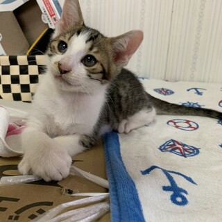 サバシロの男の子