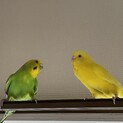 セキセイインコ2羽の里親を募集中です