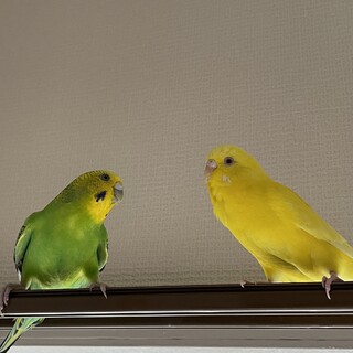 セキセイインコ2羽の里親を募集中です