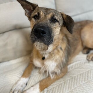 「バズ」男の子