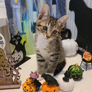 ミュー♂