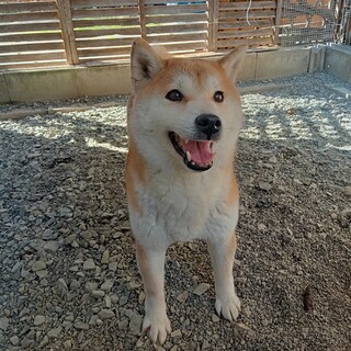 柴　メス　9歳