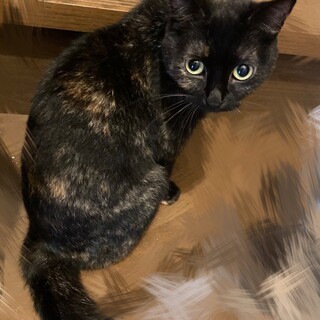 ミニマムサイズなサビ猫ちゃん