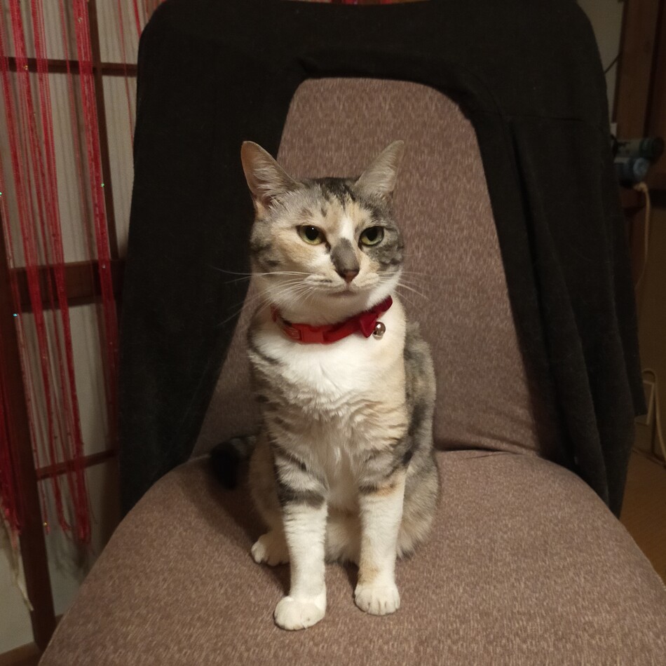 ココのカバー写真