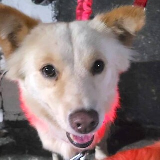 人馴れ抜群、明るく美しい女の子へれん