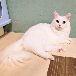 10/21(金)　譲渡会を開催！！猫かふぇ猫日和