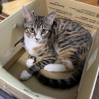 他で素敵な里親さんが見つかりました。