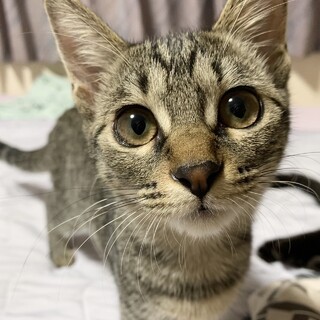 他でとても良い里親さんが見つかりました。