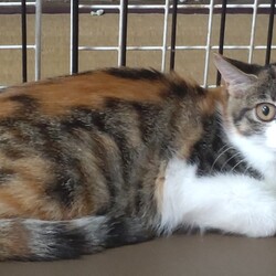 三鷹で猫の譲渡会