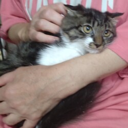 三鷹で猫の譲渡会 サムネイル2